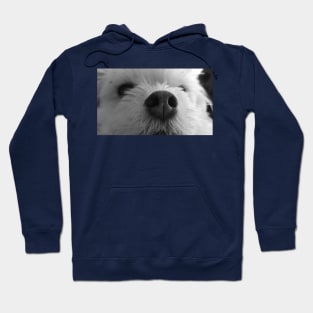 maltese, chiuahuah, white dog, puppy Hoodie